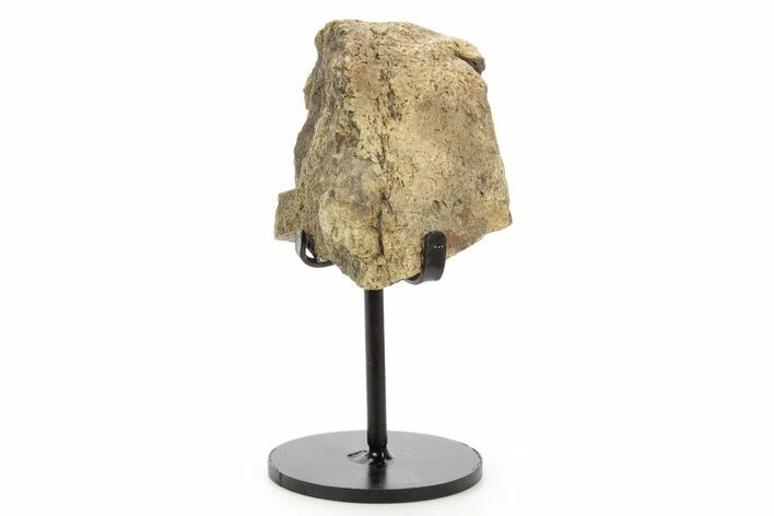 Dinosaur (Triceratops) Frill Shield Edge w/ Stand - South Dakota #378563